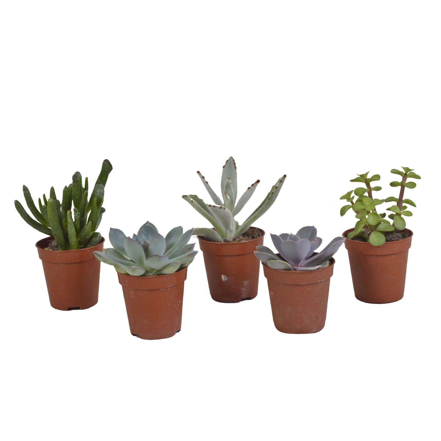 Vetplanten mix ↕10-15cm (5 Stuks) - in gekleurde plastic pot