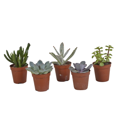 Vetplanten mix ↕10-15cm (5 Stuks) - in gekleurde plastic pot