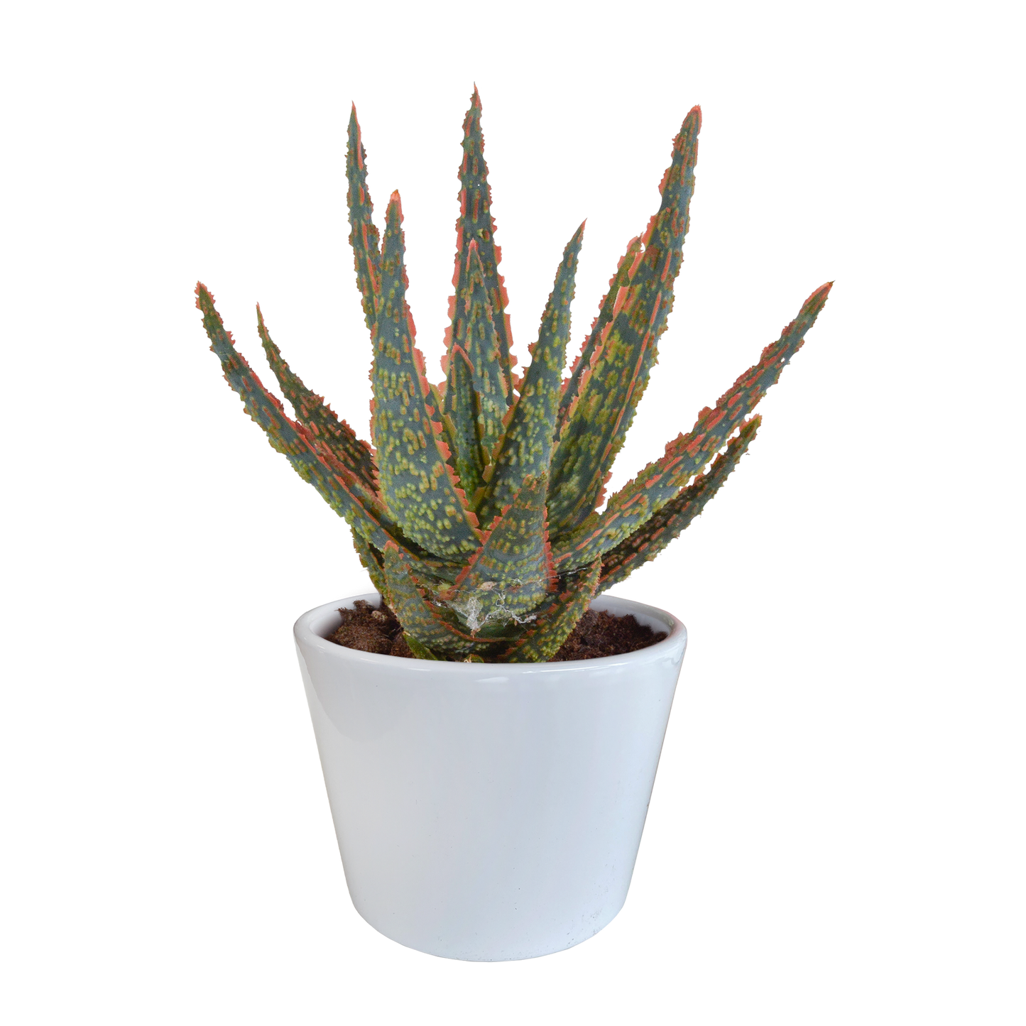 Aloë zebrina Dannyz ↕18cm - zonder pot