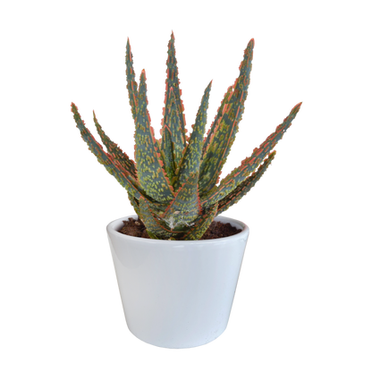 Aloë zebrina Dannyz ↕18cm - zonder pot