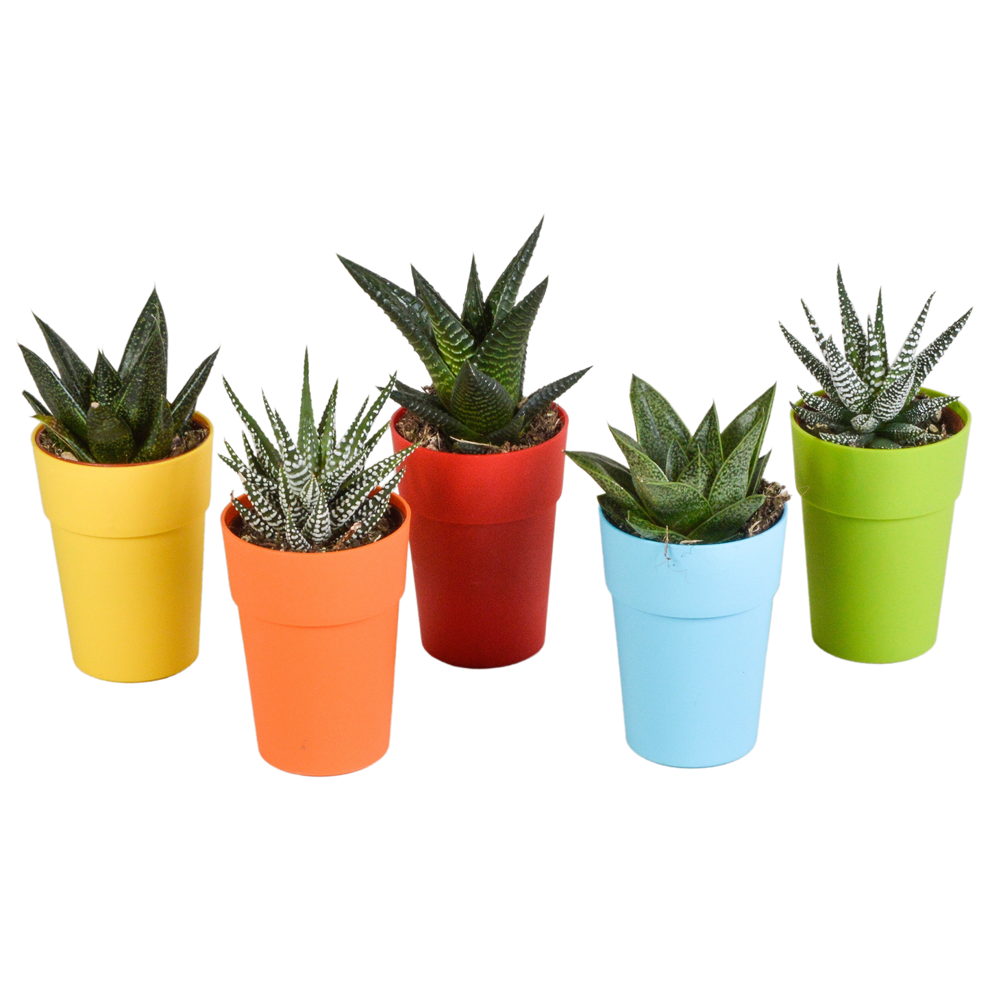 Gasteria/Haworthia (5 stuks) - ↕8-13cm - in witte pot