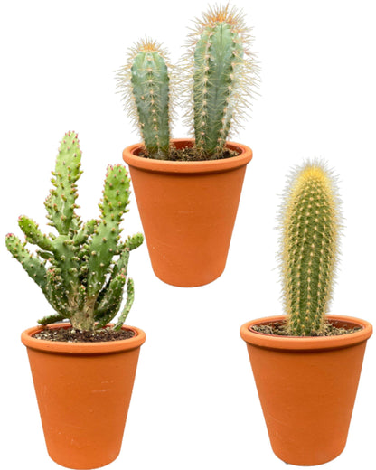 Cactus Palen Mix - ↕15-20cm (3 Stuks) - Zonder pot