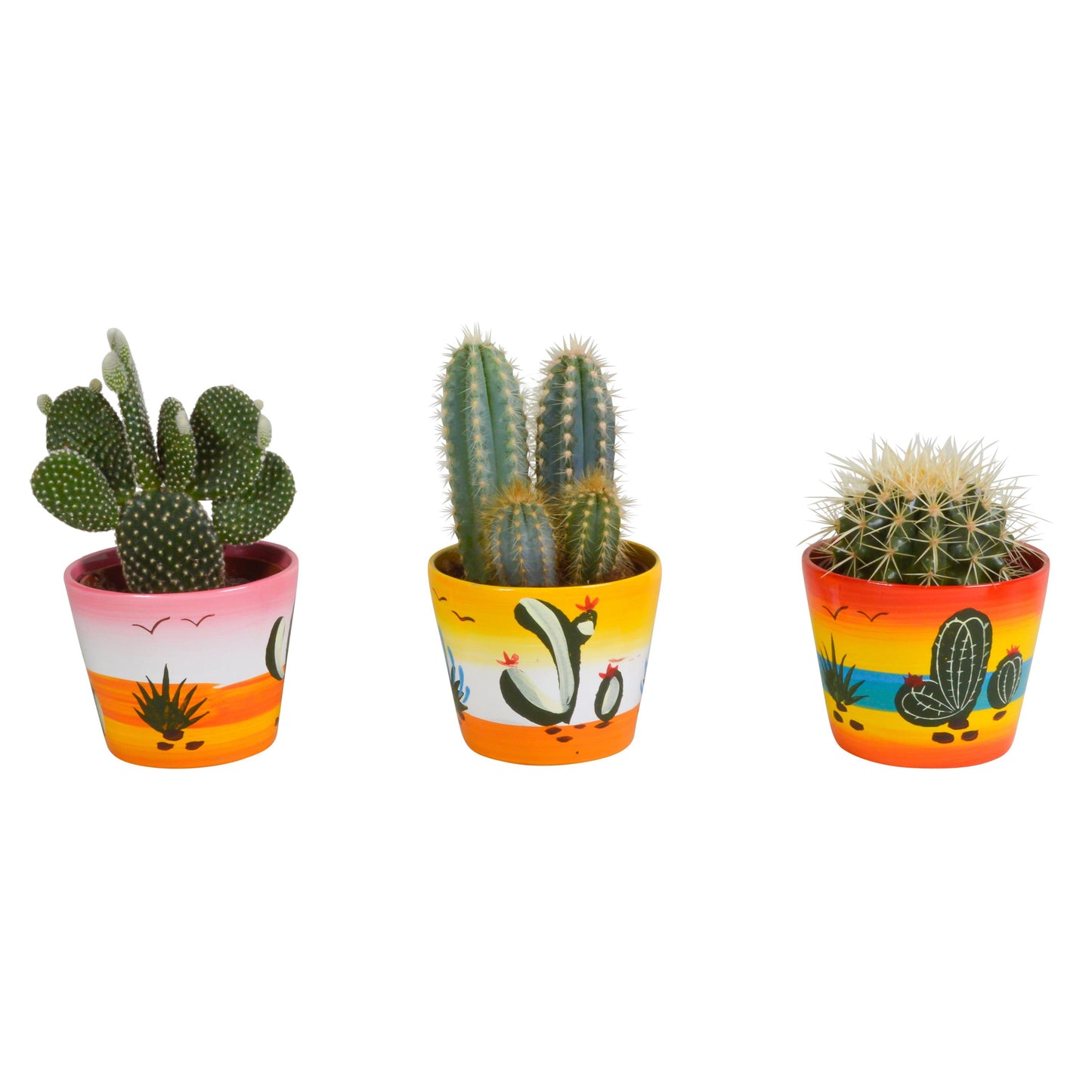 Cactus mix ↕15-25cm (3 Stuks) - zonder pot