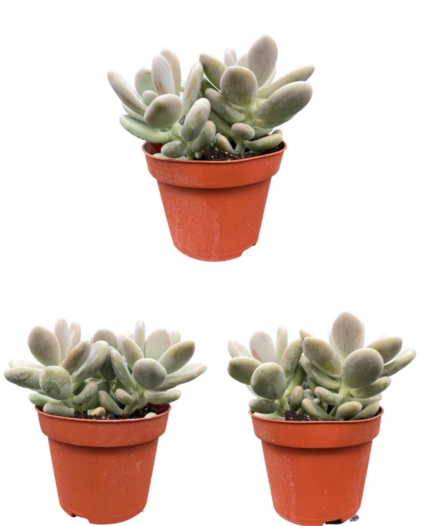 Succulenten- Pachyphytum Oviferum - ↕15-20cm (3 Stuks) - Zonder pot