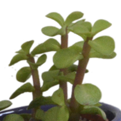 Vetplanten mix ↕8-13cm (5 Stuks) - in Mexicaanse pot