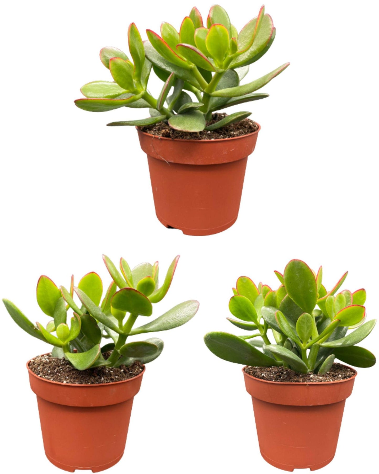 Succulenten- Crassula Ovata - ↕15-20cm (3 Stuks) - Zonder pot