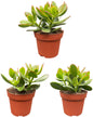 Succulenten- Crassula Ovata - ↕15-20cm (3 Stuks) - Zonder pot