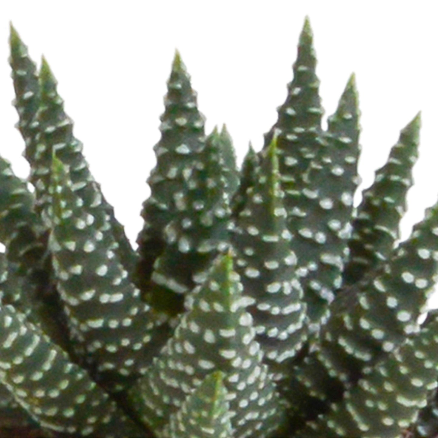 Gasteria/Haworthia (5 stuks) - ↕8-13cm - in witte pot