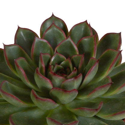 Echeveria mix (3 stuks) - ↕12,5-20cm -  in Mexicaanse pot