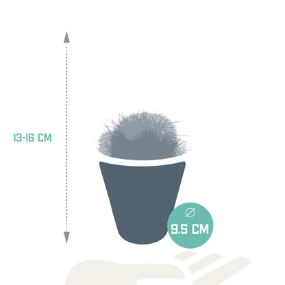 Bolcactus mix ↕12-20cm | 3 stuks - in witte pot