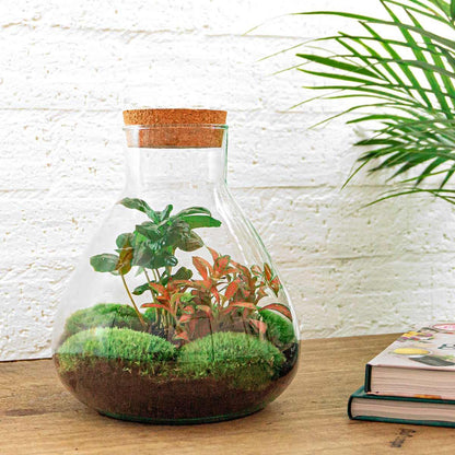 DIY terrarium - Sammie Coffea - ↕ 27 cm - Rake + Shovel + Tweezer