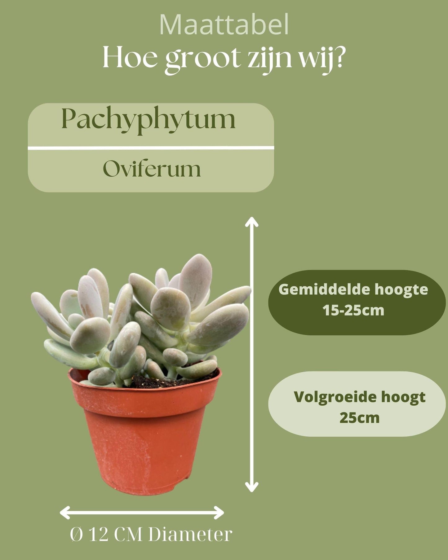 Succulenten- Pachyphytum Oviferum - ↕15-20cm (3 Stuks) - Zonder pot