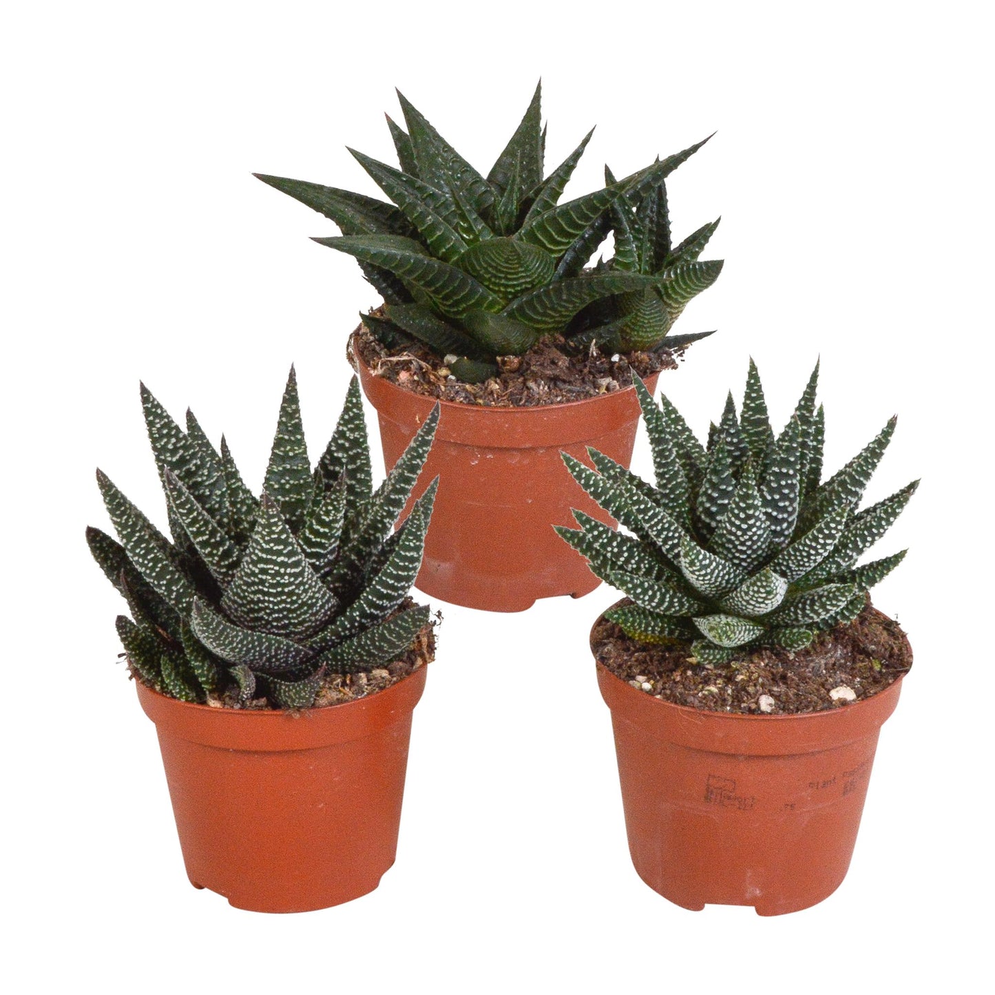 Gasteria/Haworthia mix (3 stuks) - ↕13-18cm - zonder pot