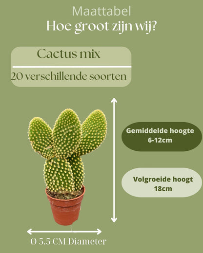 Cactus Mix 20 Verschillende Soorten - ↕6-12cm (20 Stuks)