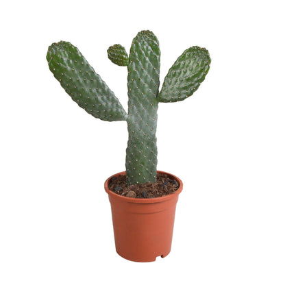 Opuntia consulea - ↕35 cm - zonder pot