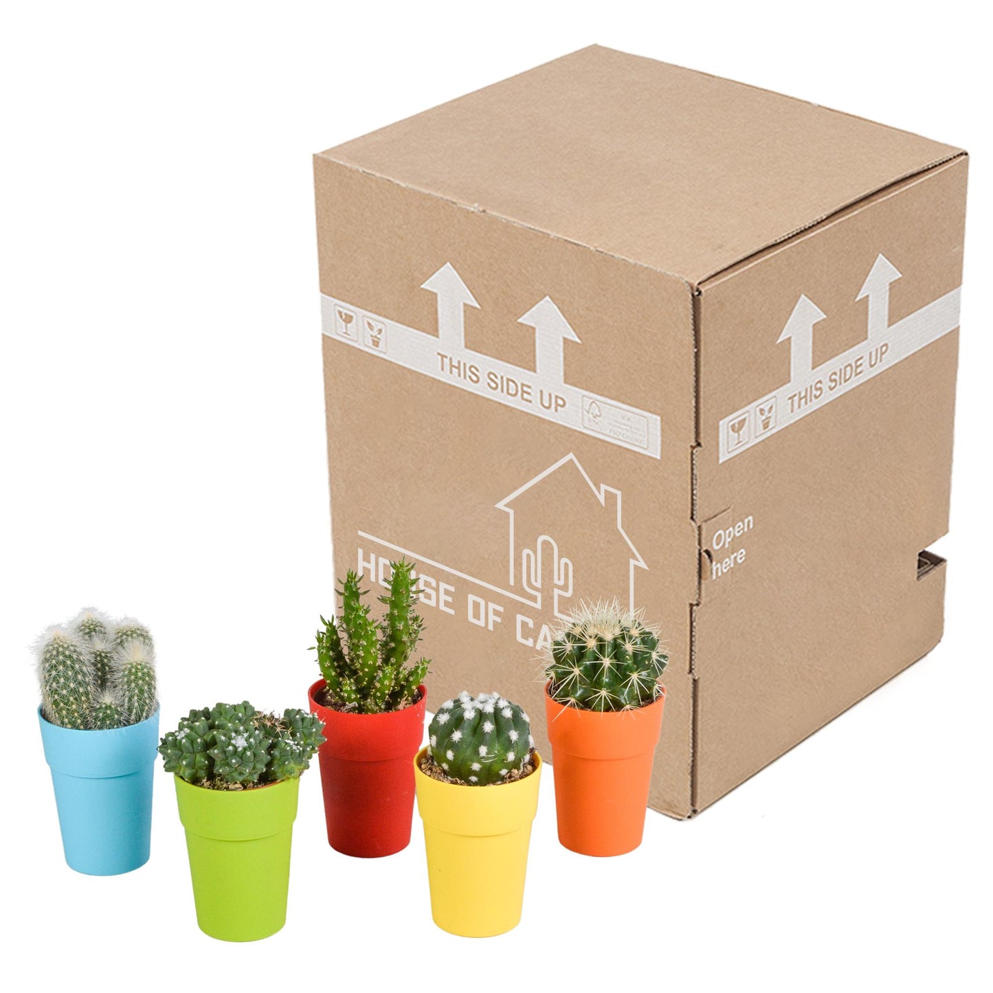 Cactus mix ↕10-15cm (5 Stuks) - in gekleurde plastic pot