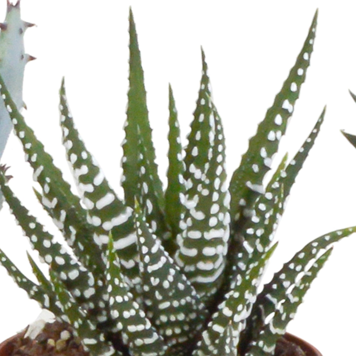 Gasteria/Haworthia (5 stuks) - ↕8-13cm - in witte pot