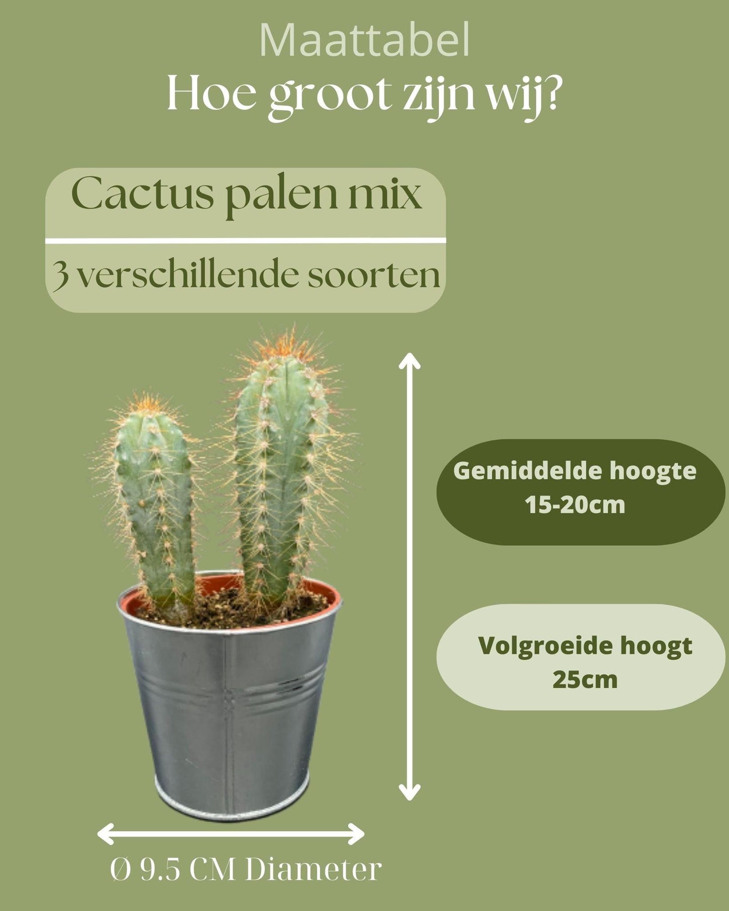 Cactus Palen Mix - ↕15-20cm (3 Stuks) - Zinc