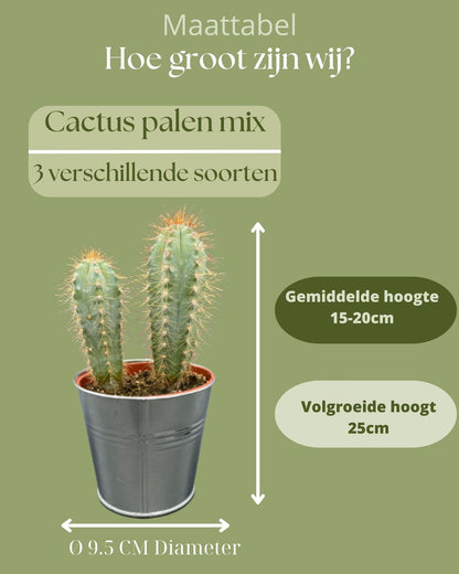 Cactus Palen Mix - ↕15-20cm (3 Stuks) - Zinc