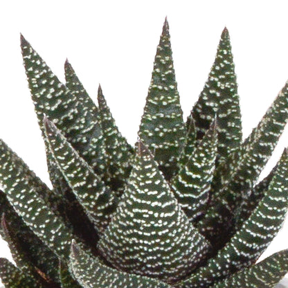 Gasteria/Haworthia mix (3 stuks) - ↕13-18cm - in terracotta pot