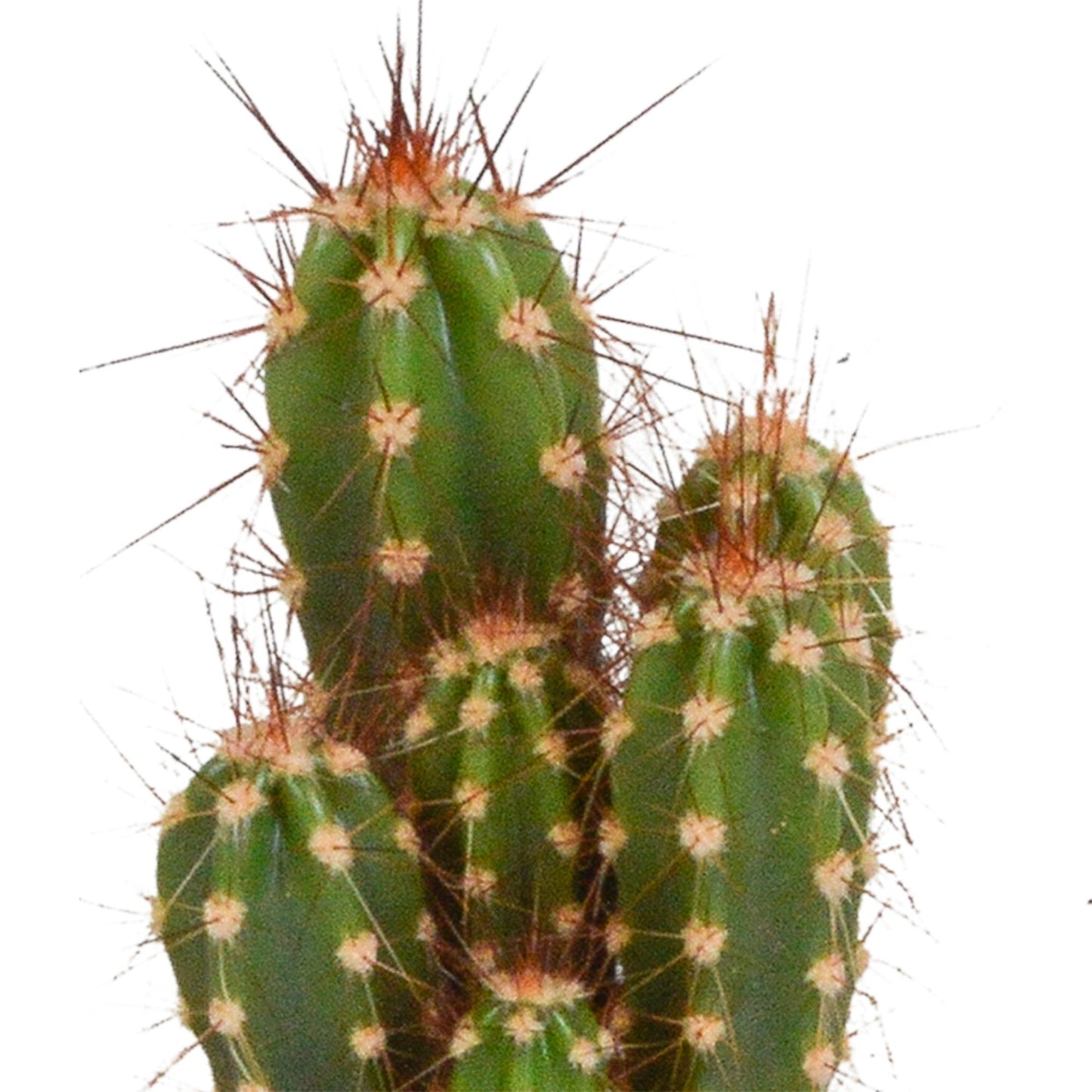 Cactus mix (10 stuks) - zonder pot