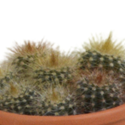 Cactus mix ↕8-13cm (5 Stuks) - in terracotta pot