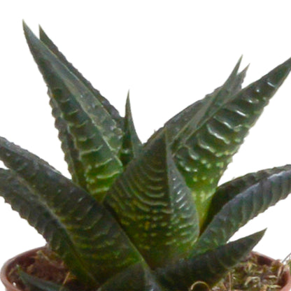 Gasteria/Haworthia mix (5 stuks) - ↕8-13cm - in terracotta pot