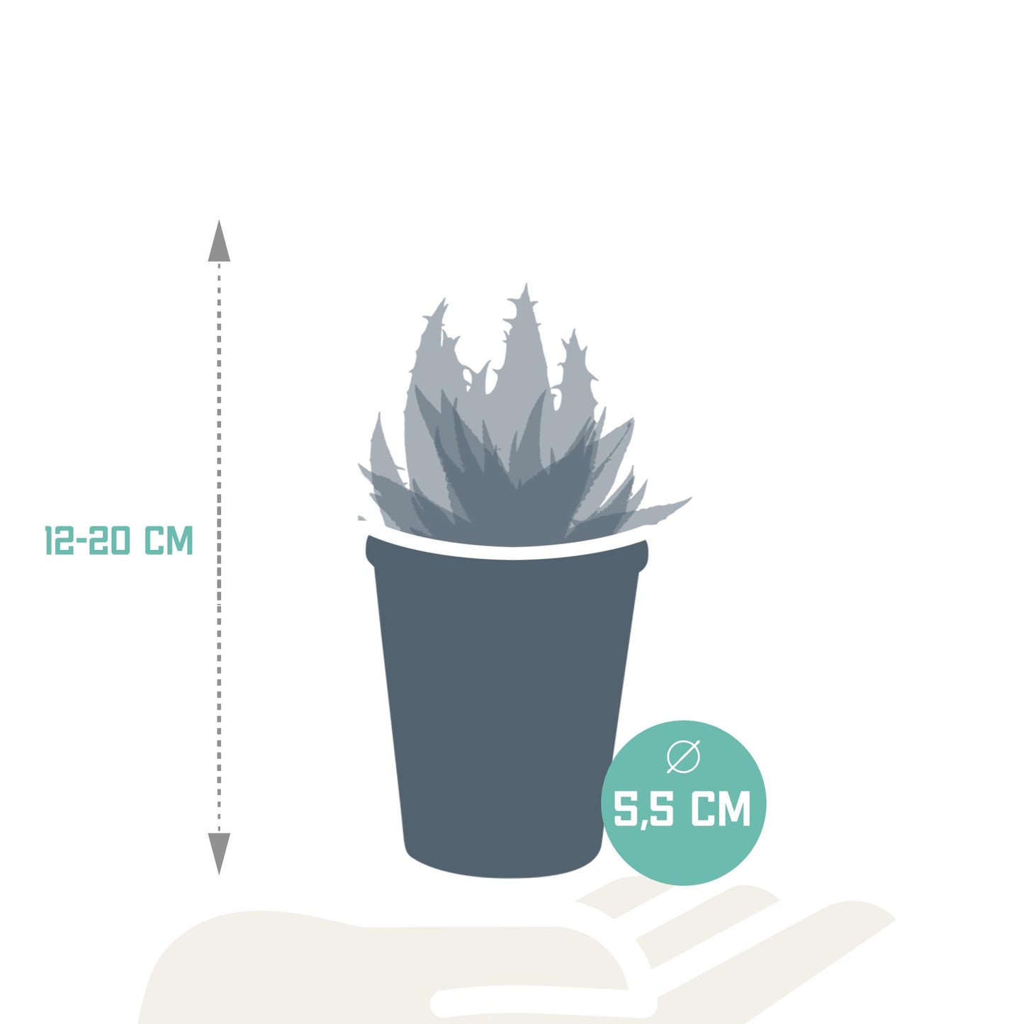 Gasteria/Haworthia mix (5 stuks) - ↕8-13cm - in terracotta pot