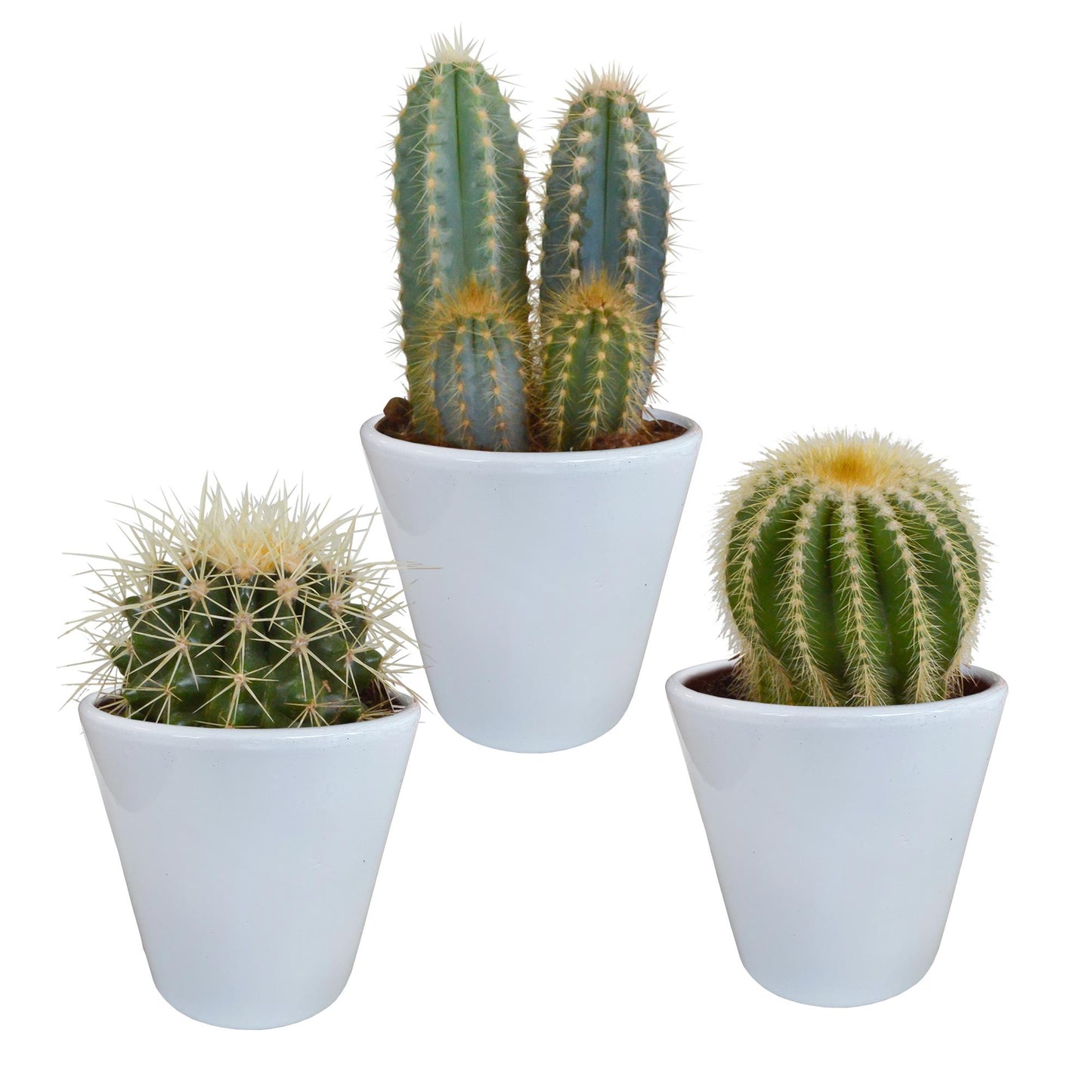 Cactus mix ↕13-18cm (3 Stuks) - in witte pot