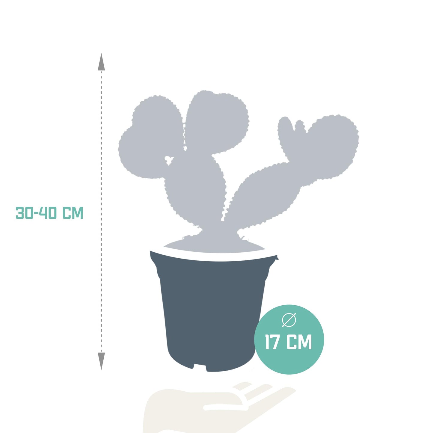 Opuntia microdasys - ↕30-40cm - zonder pot