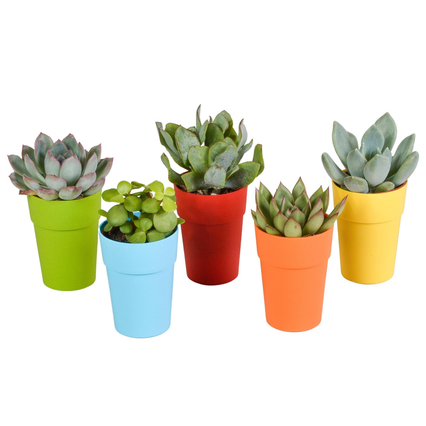 Vetplanten mix ↕10-15cm (5 Stuks) - in gekleurde plastic pot