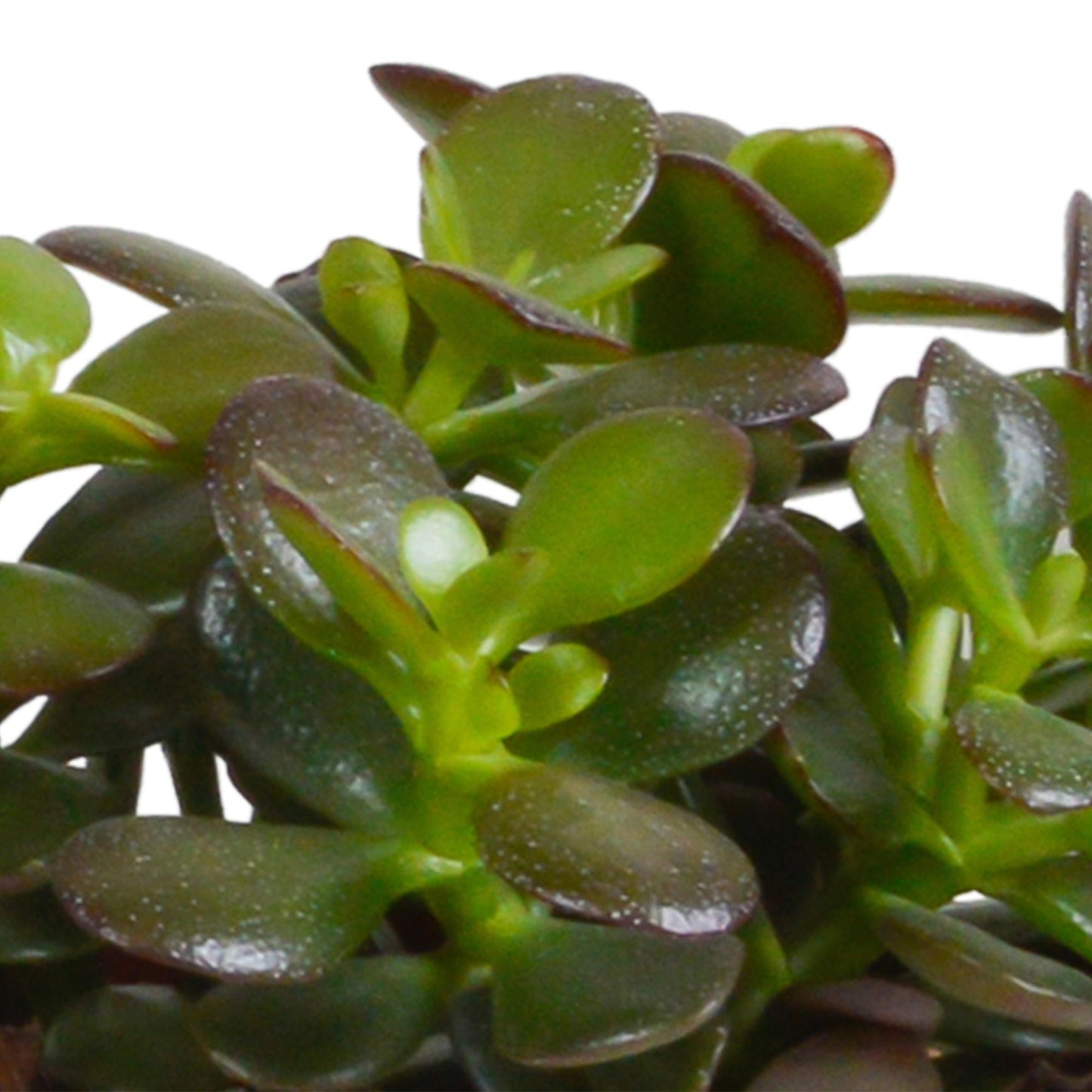 Crassula mix (↕15-20cm (3 Stuks) - in terracotta pot