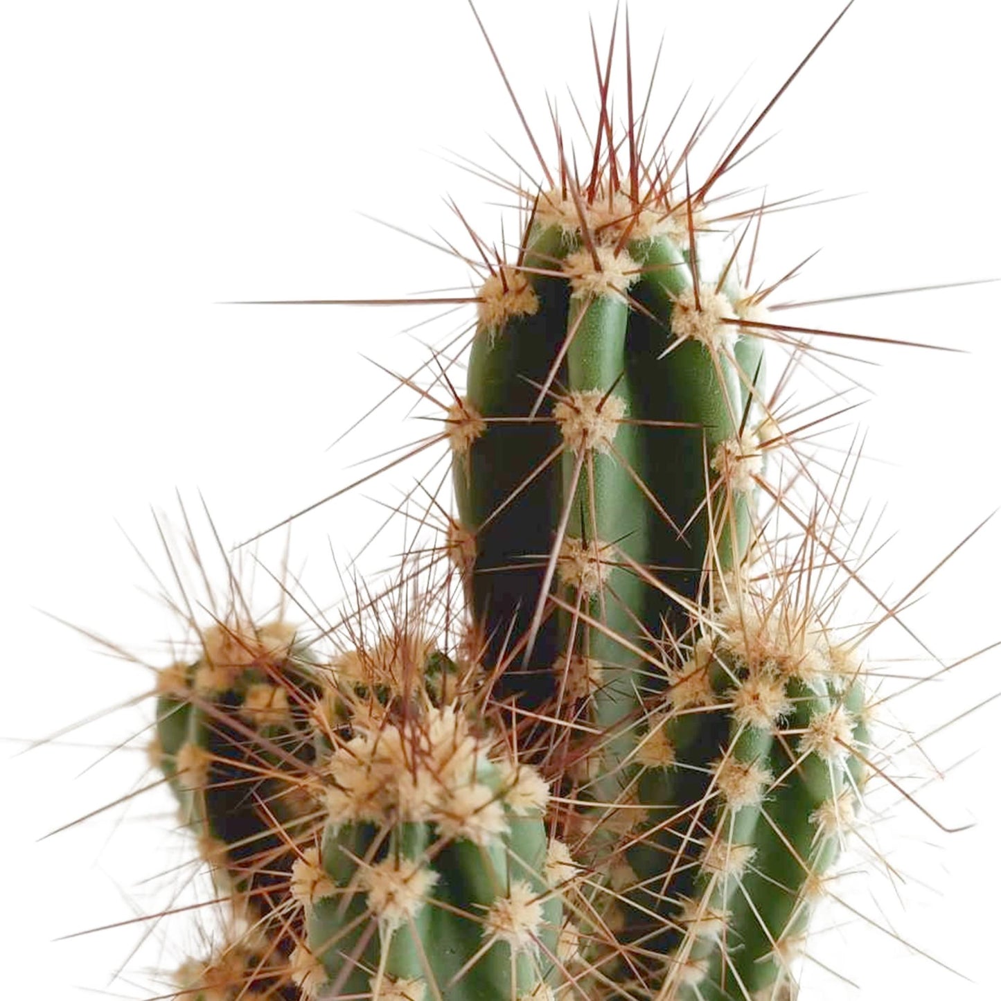 Cactus mix ↕8-13cm (5 Stuks)- in Mexicaanse pot