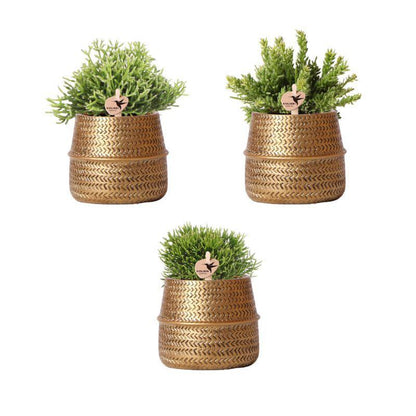 Planten set - met 3 Rhipsalis mix - incl. keramieken sierpotten|