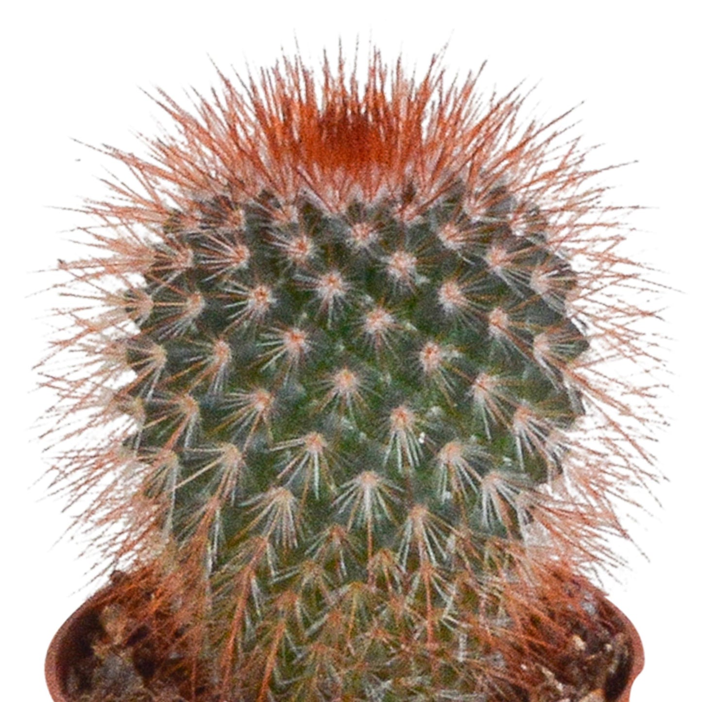 Cactus mix (10 stuks) - zonder pot