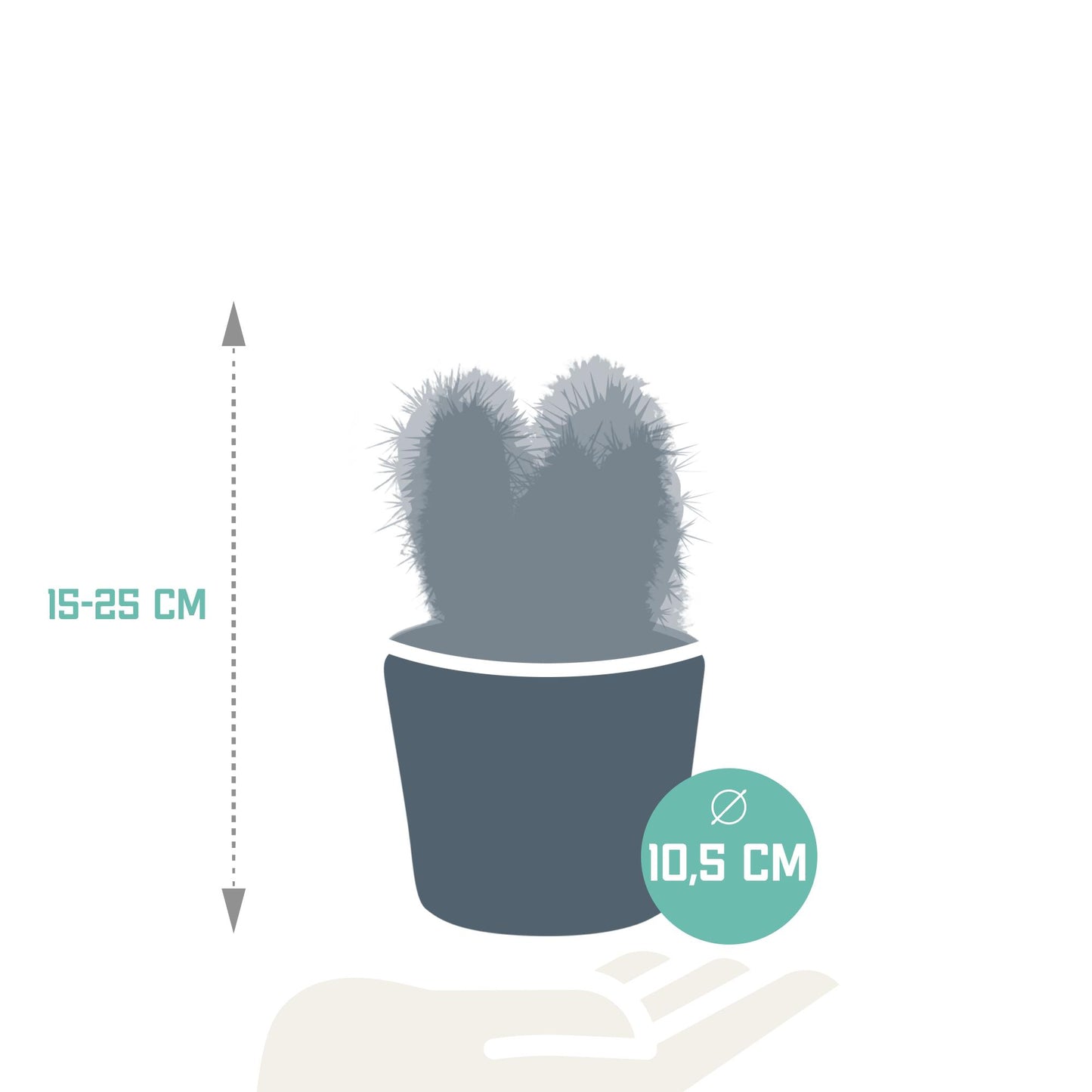 Cereus mix ↕15-25cm (3 Stuks) - in Mexicaanse pot