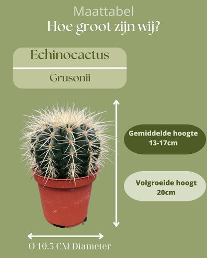 Cactus- Echiocactus Grusonii - ↕13-17 cm (3suks) - zonder pot