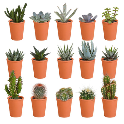 Cactus en vetplanten mix | 15 stuks - in terracotta pot