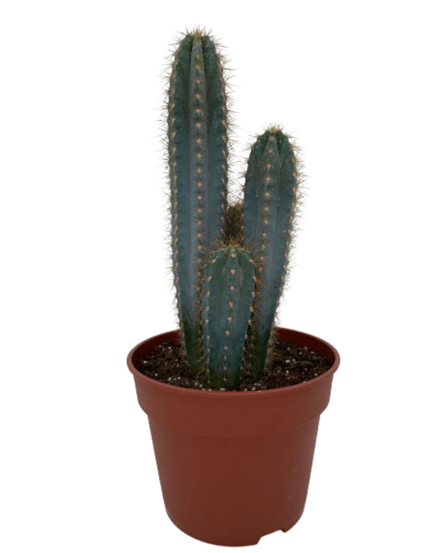 Cactus- Pilosocereus Azerues - ↕30-40cm - Zonder pot