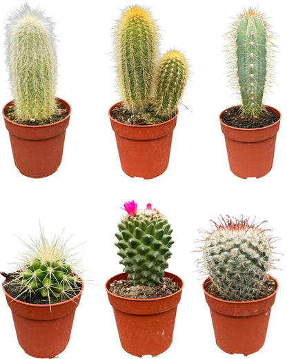 Cactus Mix - ↕8-15cm (6 Stuks) - Zonder pot