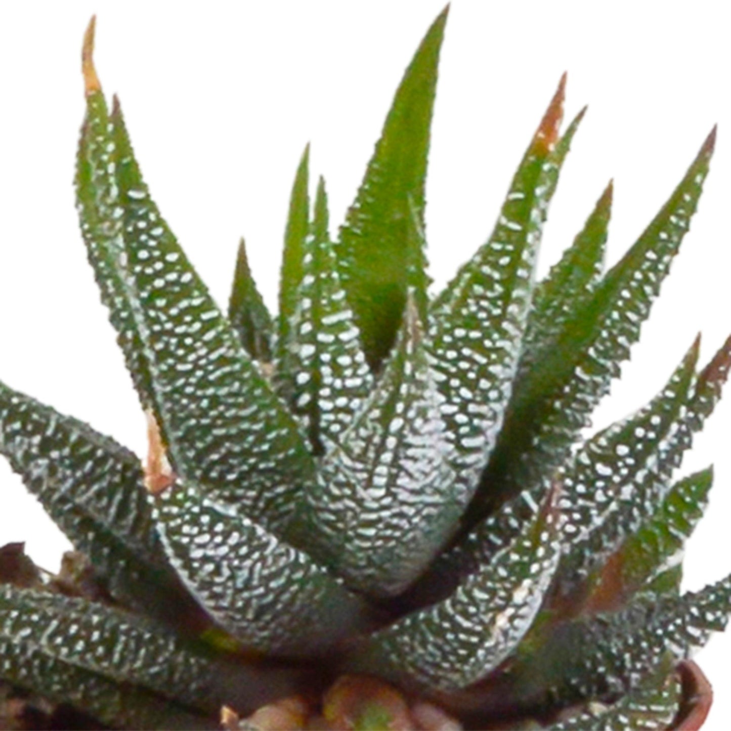 Gasteria/Haworthia mix (5 stuks) - ↕8-13cm - in Mexicaanse pot