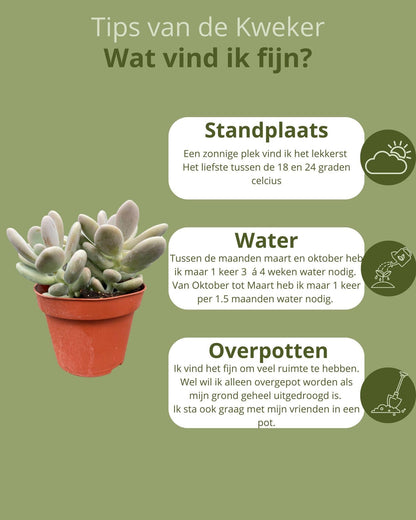 Succulenten Mix - ↕16-22cm (3 Stuks) - Zonder pot