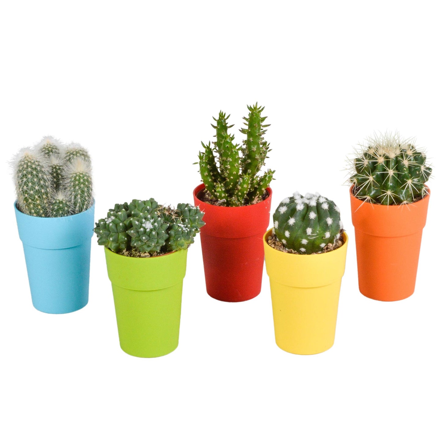 Cactus mix ↕10-15cm (5 Stuks) - in gekleurde plastic pot