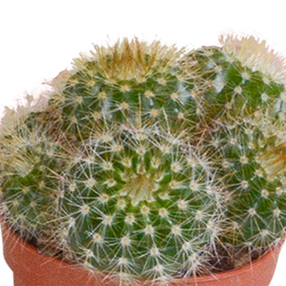 Cactus mix (10 stuks) - zonder pot