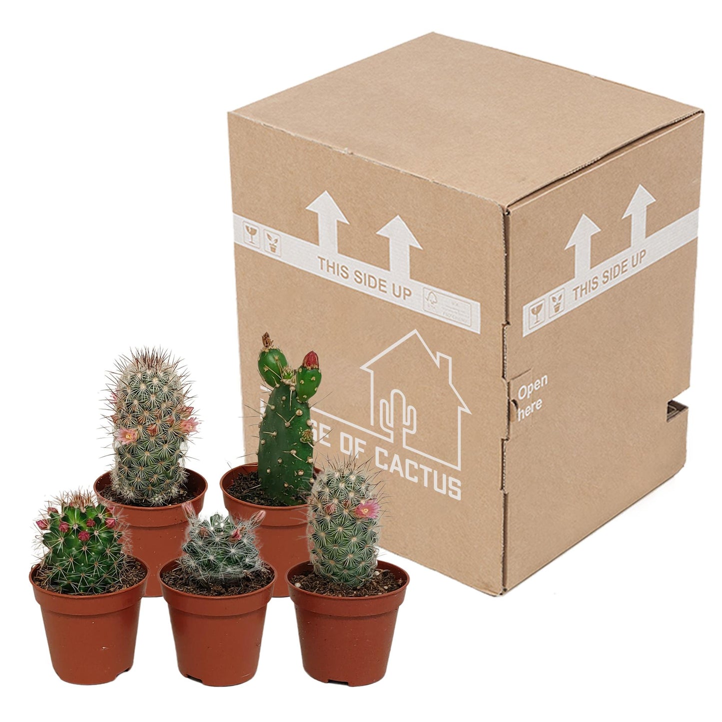 Cactus mix bloeiend ↕8-13cm (5 Stuks) - zonder pot