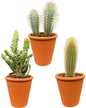 Cactus Palen Mix - ↕15-20cm (3 Stuks) - Terracotta