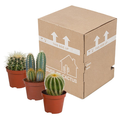 Cactus mix ↕13-18cm (3 Stuks) - zonder pot