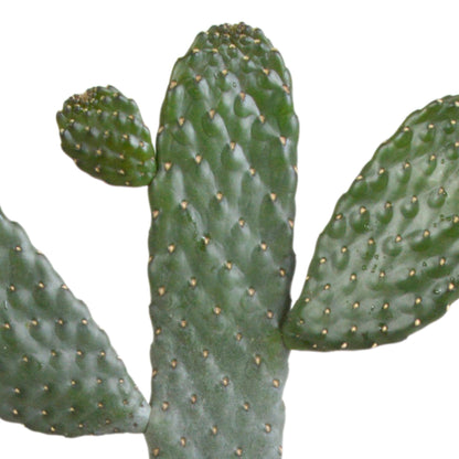 Opuntia consulea - ↕35 cm - zonder pot