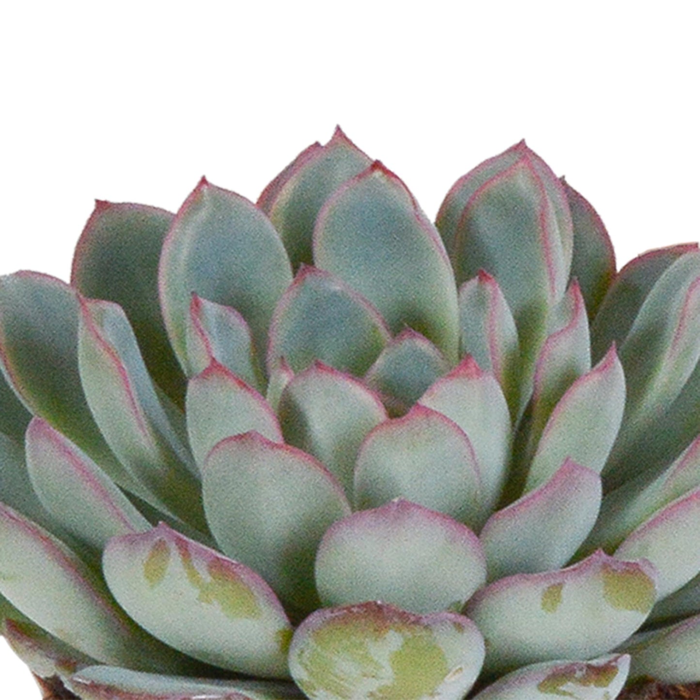 Echeveria mix (3 stuks) - ↕12-15cm - zonder pot