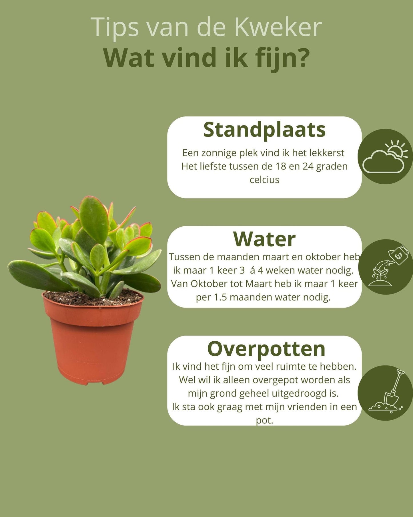 Succulenten- Crassula Ovata - ↕15-20cm (3 Stuks) - Zonder pot